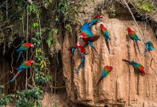 Van de Hooglanden tot de Jungle van Peru