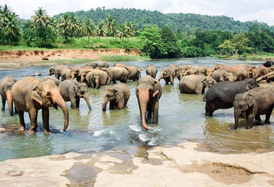 Discover Sri Lanka Deluxe