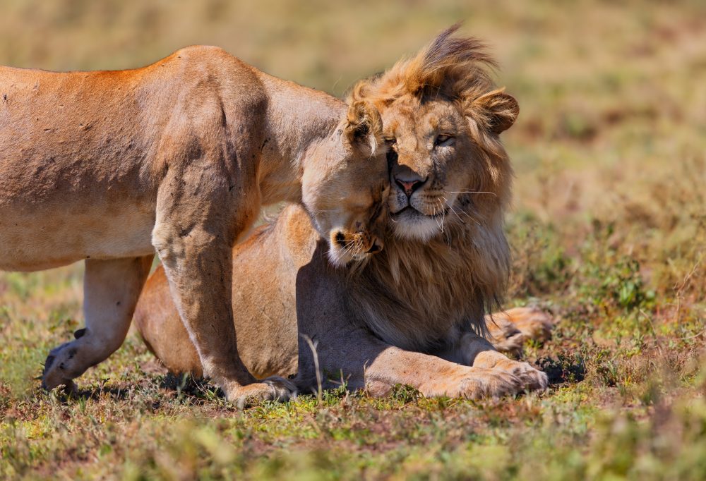 Safari Tanzania Highlights