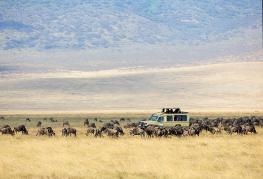 Wildlife Experience Kenia & Tanzania
