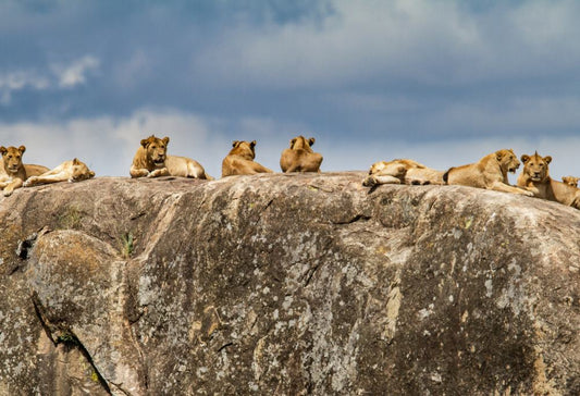 Ultiem Safari & Strand Tanzania