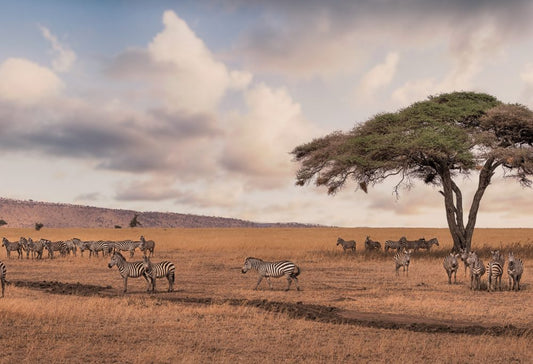 Safari Discover Tanzania