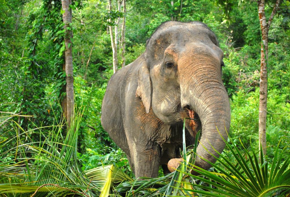Elephant Nature Park