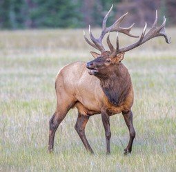 Groepsrondreis Canada West Hoogtepunten - Hotelreis