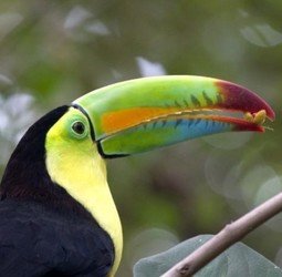 Groepsrondreis Costa Rica