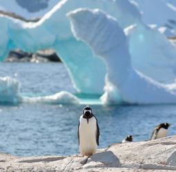 Groepsrondreis Antarctica