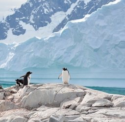 Groepsrondreis Antarctica, Falklands en South Georgia
