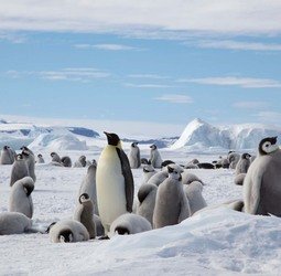 Groepsrondreis Antarctica - Snow Hill eiland