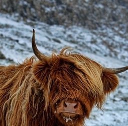 Groepsrondreis Fair Isle, Faeröer en Spitsbergen: Vogels en ijsberen