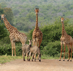 Familiereis Zuid-Afrika en Swaziland - kort