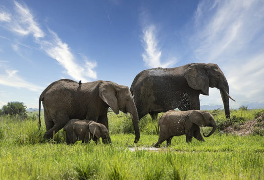 Highlights Wild Uganda