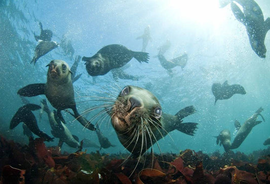 Snorkelen met zeehonden