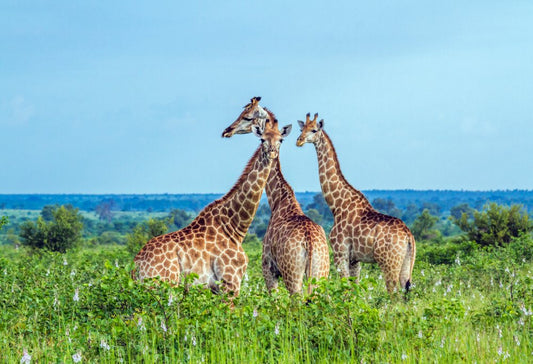 Best Deal Zuid-Afrikaanse Pracht en Mauritius