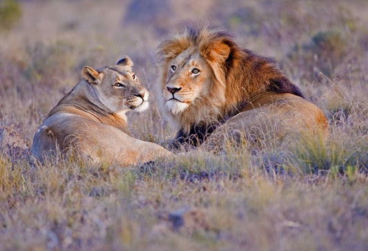 Best Deal Zuid-Afrikaanse Pracht