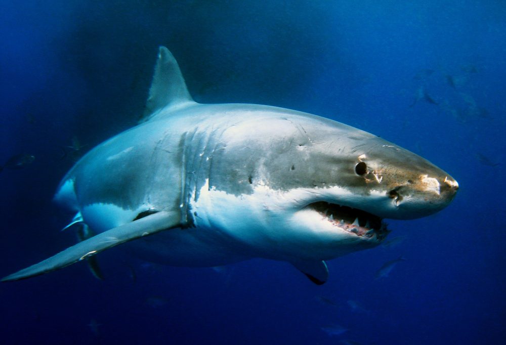 Kooiduiken met Witte Haaien